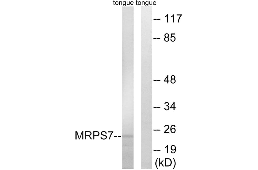 Western Blot - Anti-MRPS7 Antibody (C14044) - Antibodies.com