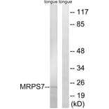 Western Blot - Anti-MRPS7 Antibody (C14044) - Antibodies.com