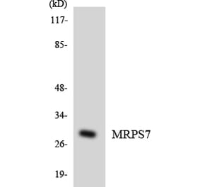 Western Blot - Anti-MRPS7 Antibody (R12-3056) - Antibodies.com