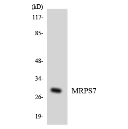 Western Blot - Anti-MRPS7 Antibody (R12-3056) - Antibodies.com