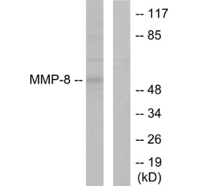 Western Blot - Anti-MMP-8 Antibody (C0274) - Antibodies.com