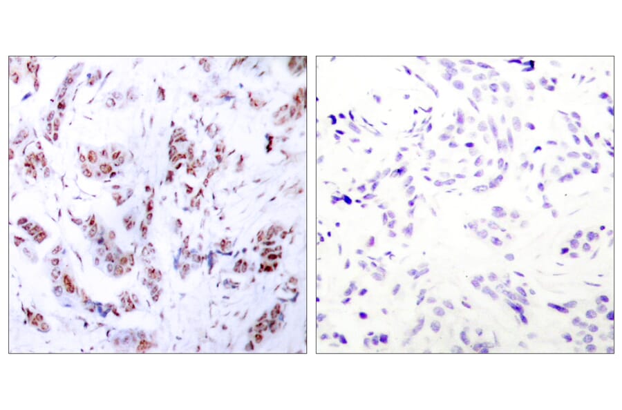Immunohistochemistry - Anti-MEF2A Antibody (B7144) - Antibodies.com