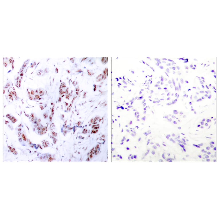 Immunohistochemistry - Anti-MEF2A Antibody (B7144) - Antibodies.com