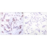 Immunohistochemistry - Anti-MEF2A Antibody (B7144) - Antibodies.com