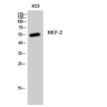 Western Blot - Anti-MEF2A Antibody (B7144) - Antibodies.com