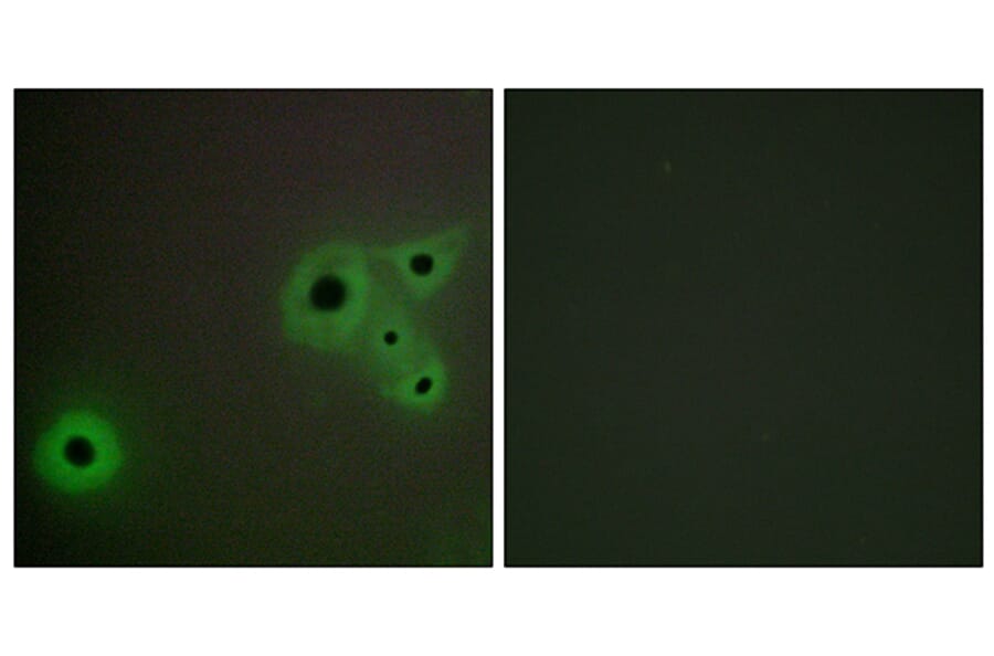 Immunofluorescence - Anti-MED23 Antibody (C11881) - Antibodies.com