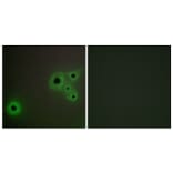 Immunofluorescence - Anti-MED23 Antibody (C11881) - Antibodies.com