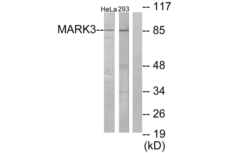 Western Blot - Anti-MARK3 Antibody (C10490) - Antibodies.com