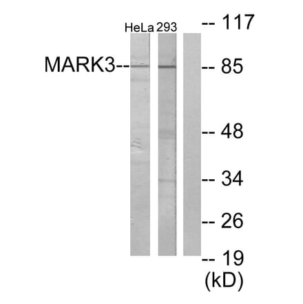 Western Blot - Anti-MARK3 Antibody (C10490) - Antibodies.com