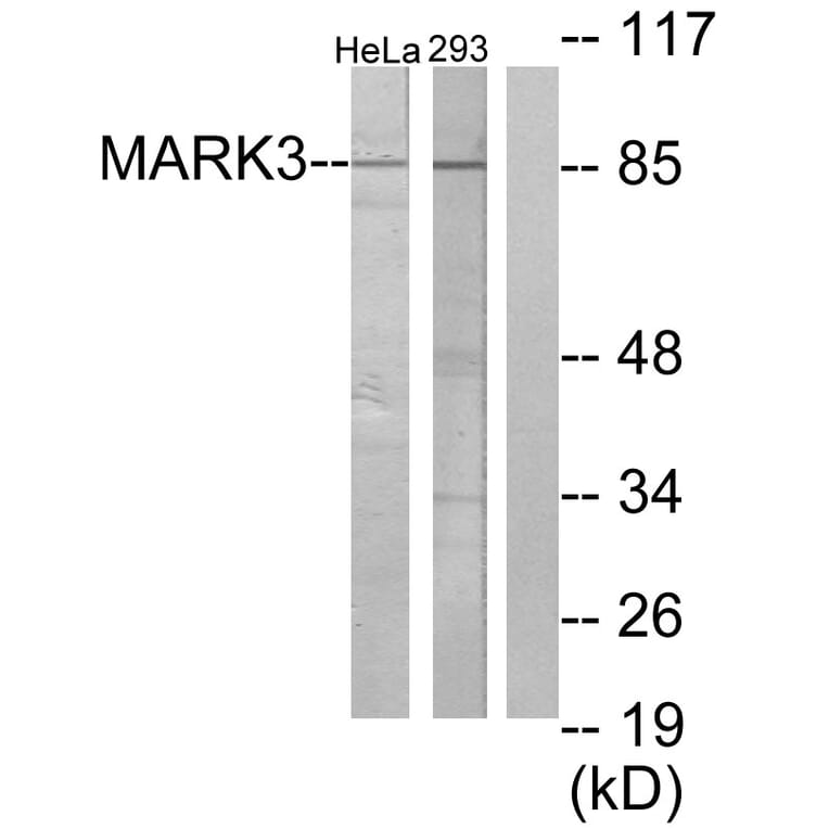 Western Blot - Anti-MARK3 Antibody (C10490) - Antibodies.com