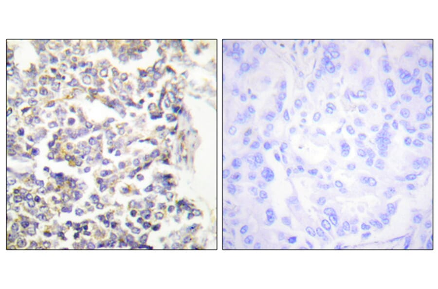 Immunohistochemistry - Anti-MARK3 Antibody (C10490) - Antibodies.com