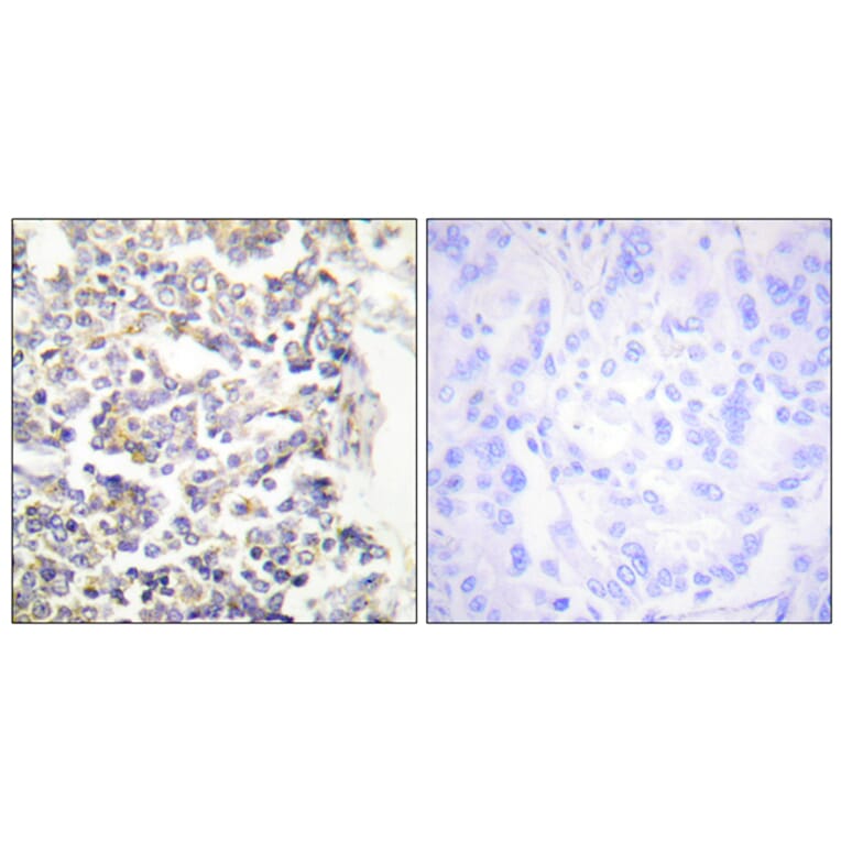 Immunohistochemistry - Anti-MARK3 Antibody (C10490) - Antibodies.com