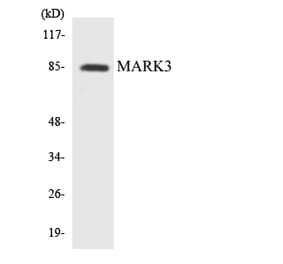Western Blot - Anti-MARK3 Antibody (R12-2998) - Antibodies.com