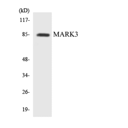 Western Blot - Anti-MARK3 Antibody (R12-2998) - Antibodies.com