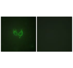 Immunofluorescence - Anti-MARK2 Antibody (B1094) - Antibodies.com