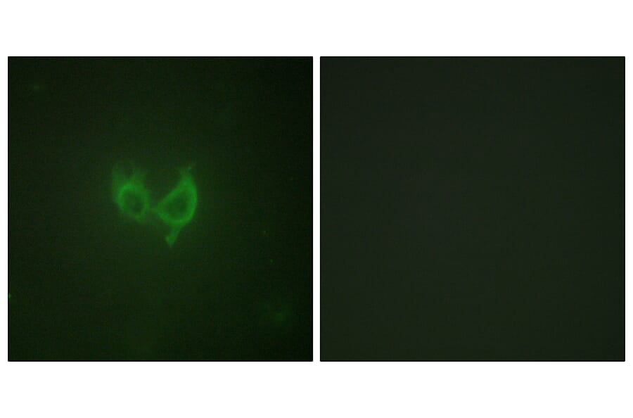 Immunofluorescence - Anti-MARK2 Antibody (B1094) - Antibodies.com