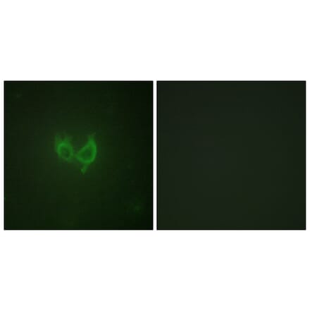Immunofluorescence - Anti-MARK2 Antibody (B1094) - Antibodies.com