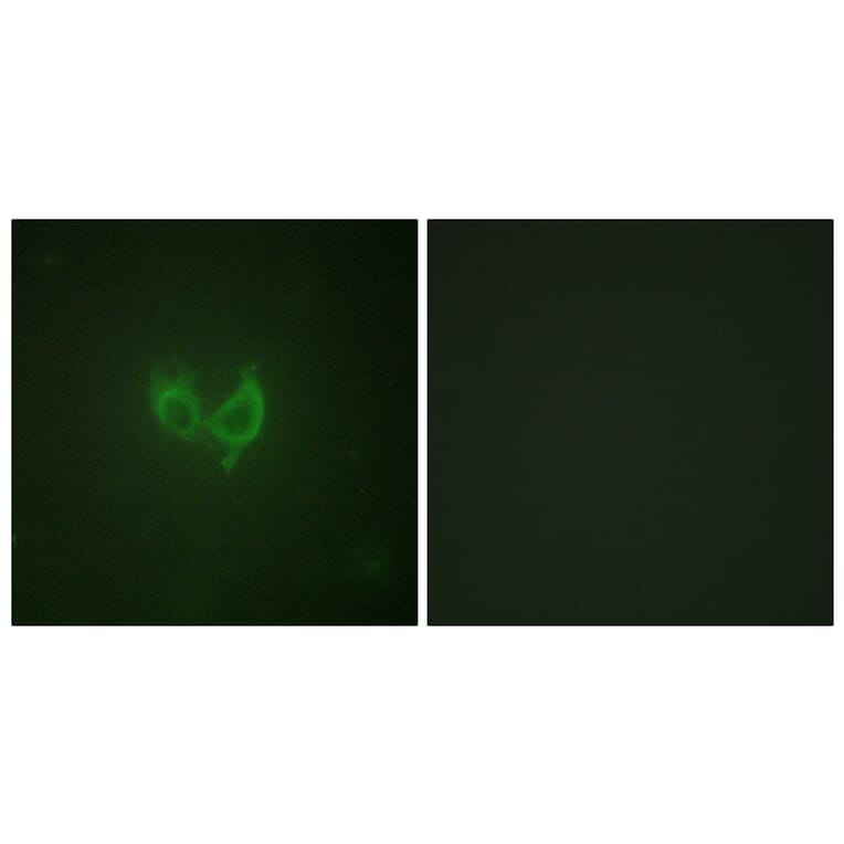 Immunofluorescence - Anti-MARK2 Antibody (B1094) - Antibodies.com