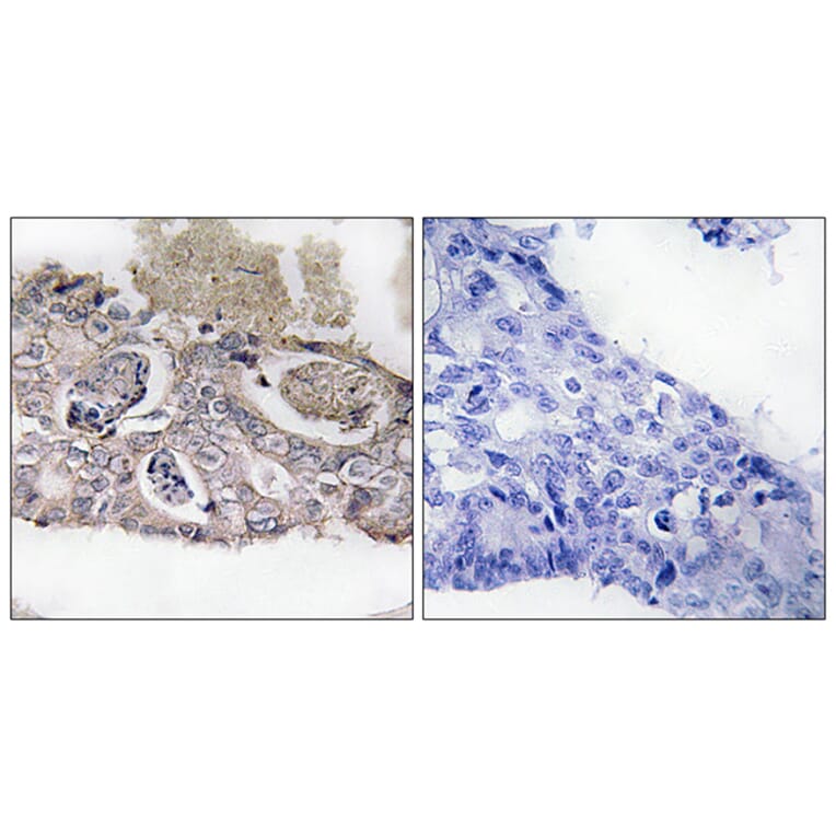 Immunohistochemistry - Anti-MARK2 Antibody (B1094) - Antibodies.com
