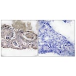 Immunohistochemistry - Anti-MARK2 Antibody (B1094) - Antibodies.com