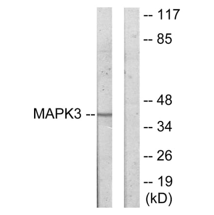 Western Blot - Anti-MAPK3 Antibody (C11133) - Antibodies.com