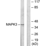 Western Blot - Anti-MAPK3 Antibody (C11133) - Antibodies.com