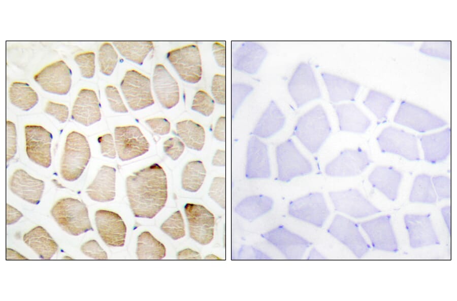 Immunohistochemistry - Anti-MAPK3 Antibody (C11133) - Antibodies.com