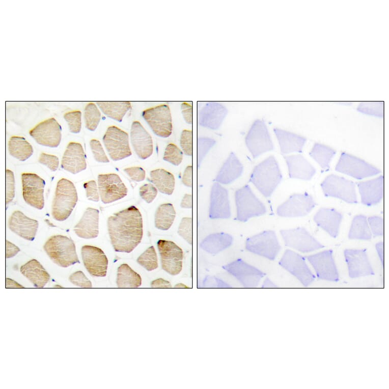 Immunohistochemistry - Anti-MAPK3 Antibody (C11133) - Antibodies.com