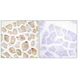 Immunohistochemistry - Anti-MAPK3 Antibody (C11133) - Antibodies.com