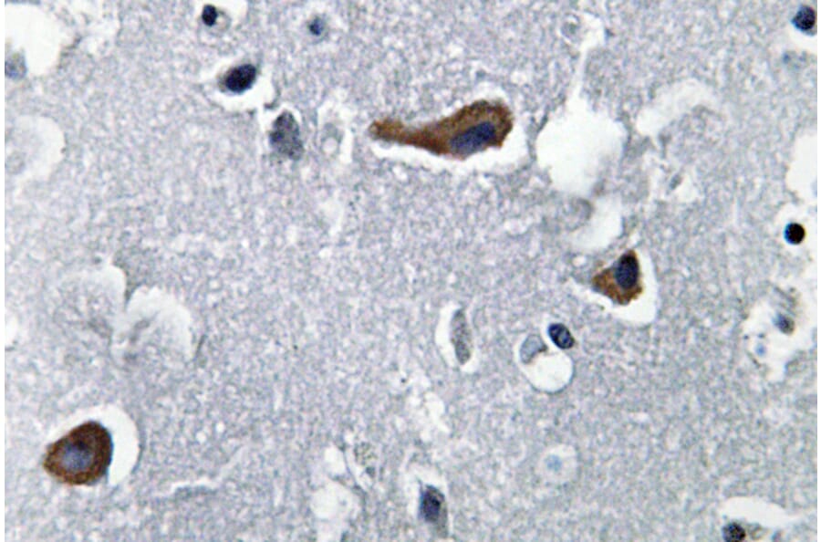 Immunohistochemistry - Anti-MAP-2 Antibody (R12-2232) - Antibodies.com