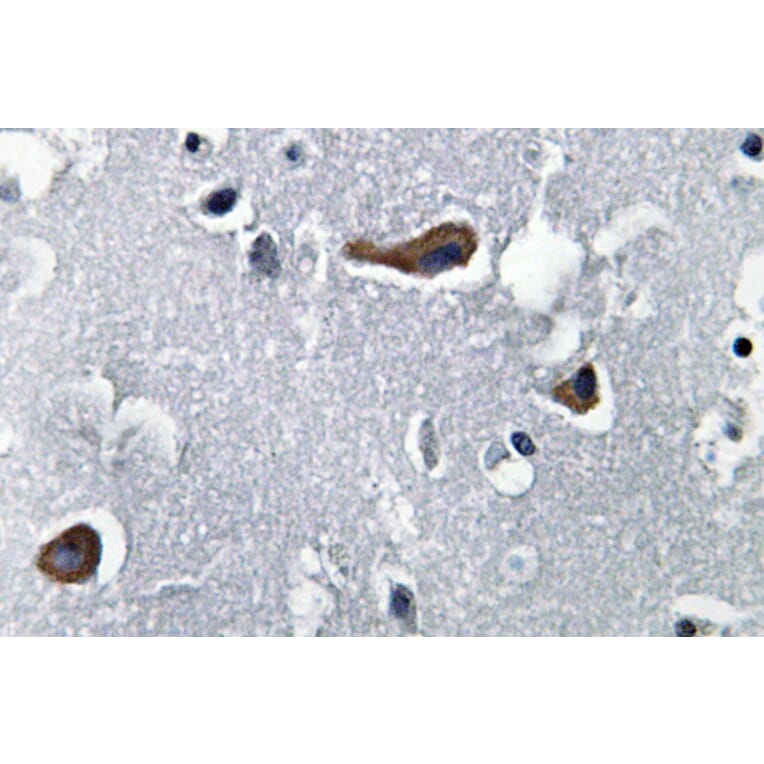 Immunohistochemistry - Anti-MAP-2 Antibody (R12-2232) - Antibodies.com