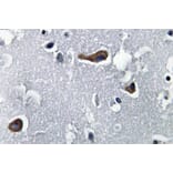 Immunohistochemistry - Anti-MAP-2 Antibody (R12-2232) - Antibodies.com