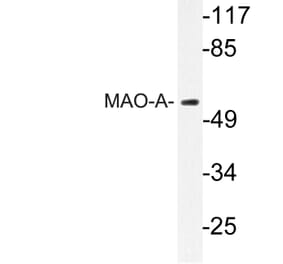 Western Blot - Anti-MAO-A Antibody (R12-2231) - Antibodies.com