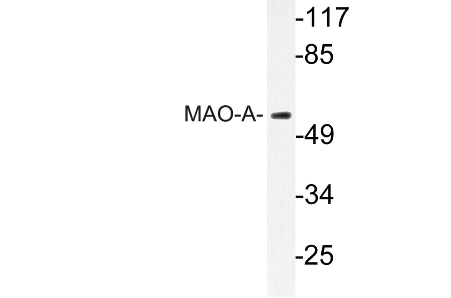 Western Blot - Anti-MAO-A Antibody (R12-2231) - Antibodies.com