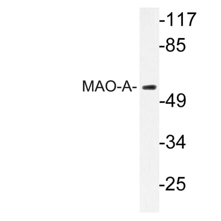 Western Blot - Anti-MAO-A Antibody (R12-2231) - Antibodies.com