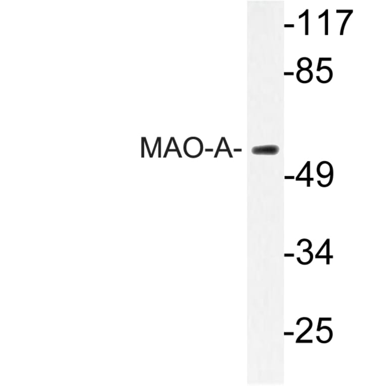 Western Blot - Anti-MAO-A Antibody (R12-2231) - Antibodies.com