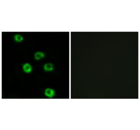 Immunofluorescence - Anti-LPHN2 Antibody (G378) - Antibodies.com