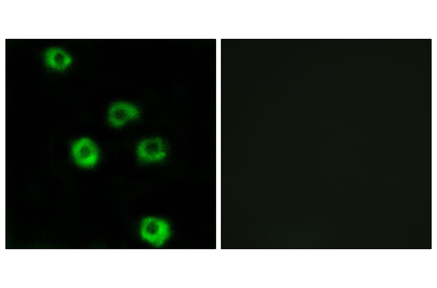 Immunofluorescence - Anti-LPHN2 Antibody (G378) - Antibodies.com