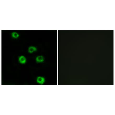 Immunofluorescence - Anti-LPHN2 Antibody (G378) - Antibodies.com