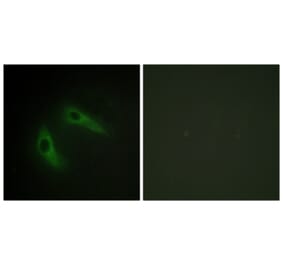 Immunofluorescence - Anti-KCIP1 Antibody (C11788) - Antibodies.com
