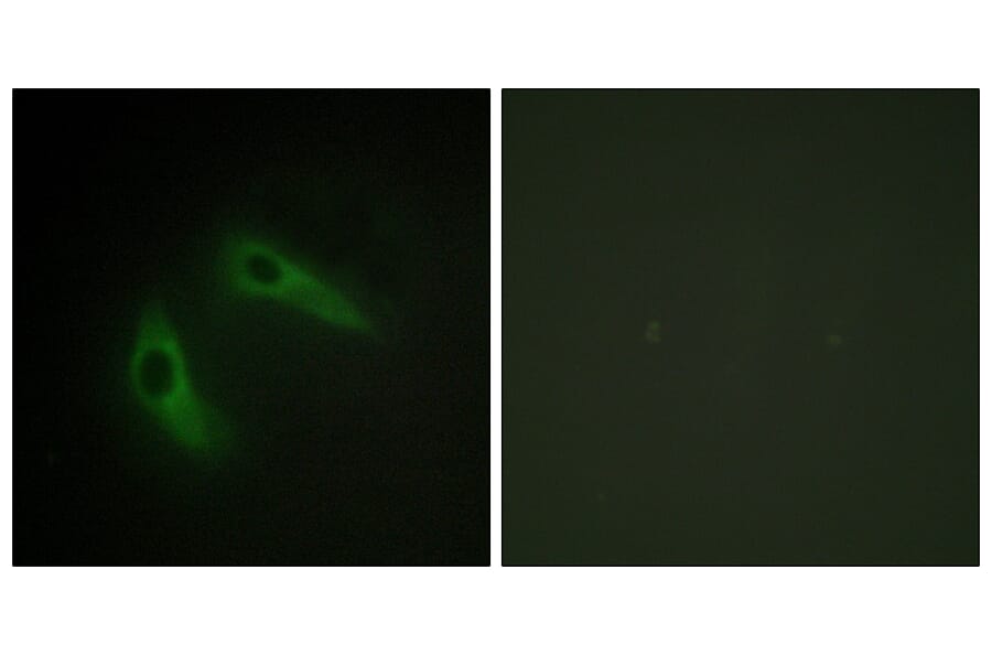 Immunofluorescence - Anti-KCIP1 Antibody (C11788) - Antibodies.com