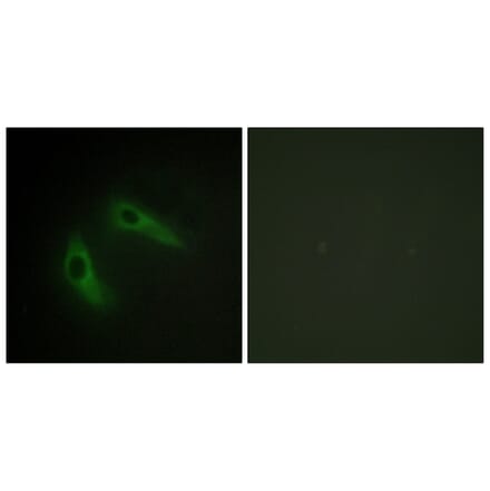 Immunofluorescence - Anti-KCIP1 Antibody (C11788) - Antibodies.com