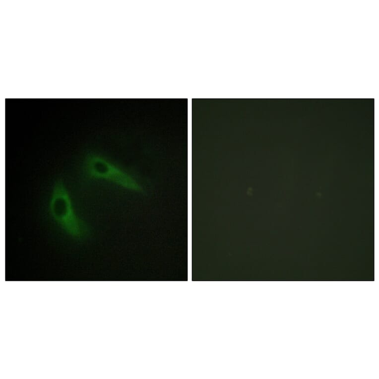 Immunofluorescence - Anti-KCIP1 Antibody (C11788) - Antibodies.com