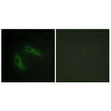 Immunofluorescence - Anti-KCIP1 Antibody (C11788) - Antibodies.com