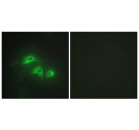 Immunofluorescence - Anti-KAD1 Antibody (C10259) - Antibodies.com