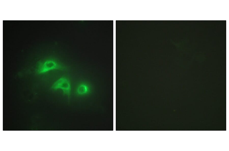 Immunofluorescence - Anti-KAD1 Antibody (C10259) - Antibodies.com