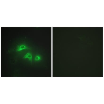 Immunofluorescence - Anti-KAD1 Antibody (C10259) - Antibodies.com