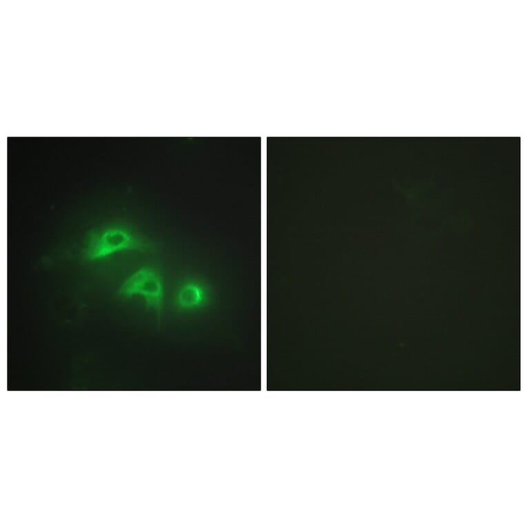Immunofluorescence - Anti-KAD1 Antibody (C10259) - Antibodies.com