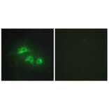 Immunofluorescence - Anti-KAD1 Antibody (C10259) - Antibodies.com