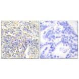 Immunohistochemistry - Anti-KAD1 Antibody (C10259) - Antibodies.com